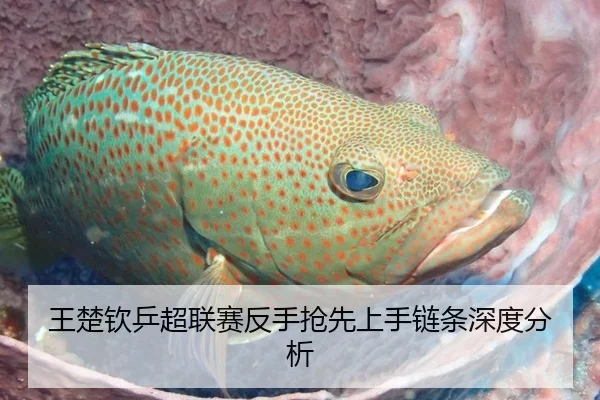 王楚钦乒超联赛反手抢先上手链条深度分析